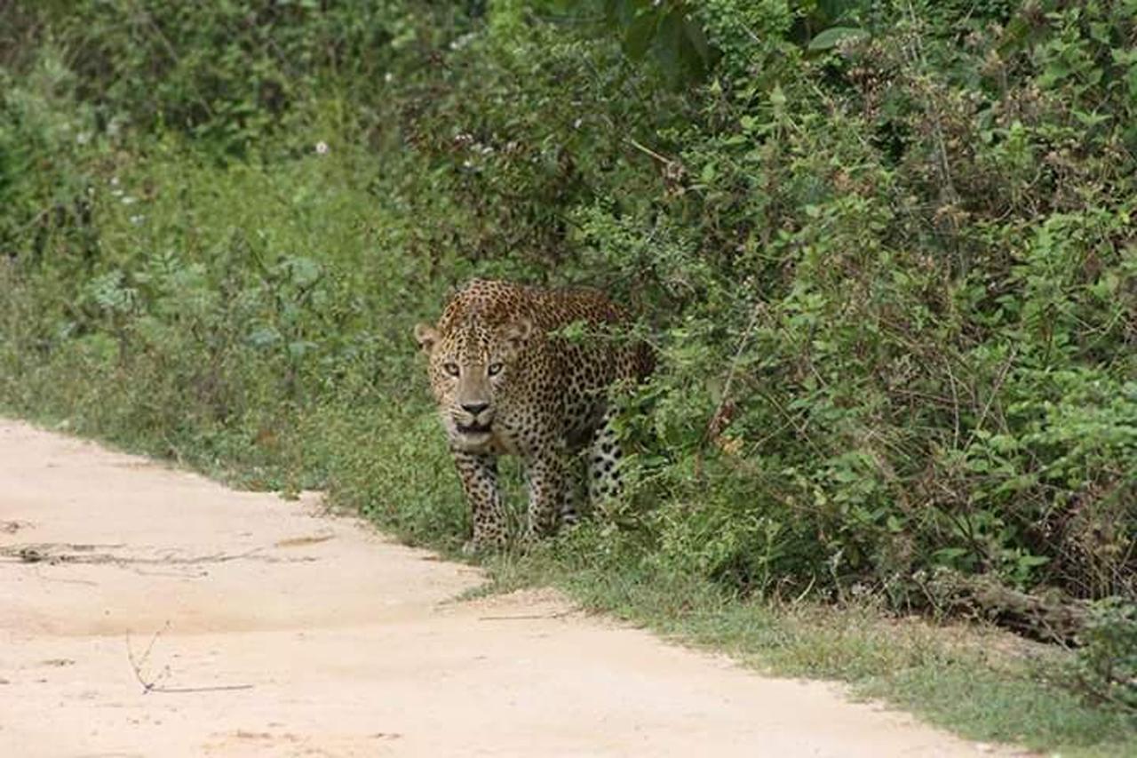 Nature Park Udawalawe Buitenkant foto